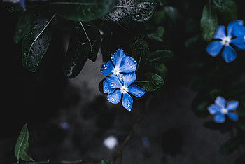 Leaves, blue flowers, drops HD wallpaper