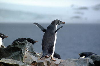 Adelie Penguin, penguin, antarctica, bird, adelie HD wallpaper