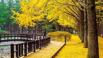 Yellow autumn, Park, Nami, Korea, Trees, Autumn HD wallpaper