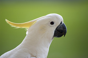 Cockatoo, Animals, Posted by Ethan HD wallpaper
