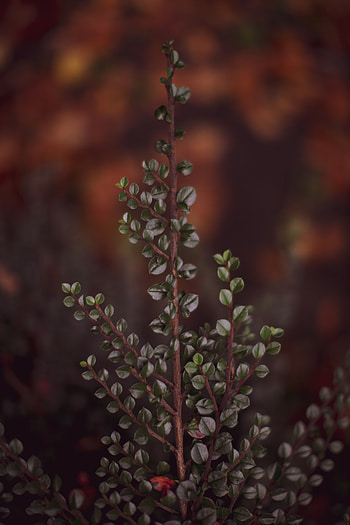 Leaves, Plant, Macro, Branch HD phone wallpaper