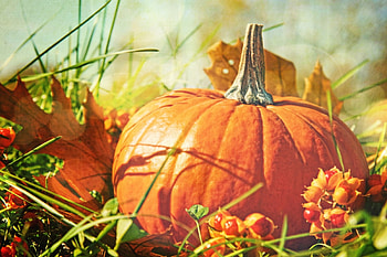 Autumn Cozy Feeling, leaves, pumpkin, autumn, flowers, grass HD wallpaper