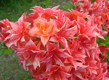 Flowers, Close-Up, Bloom, Flowering, Branch, Azalea HD wallpaper