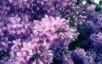 Plants, Flowers, Violet HD wallpaper