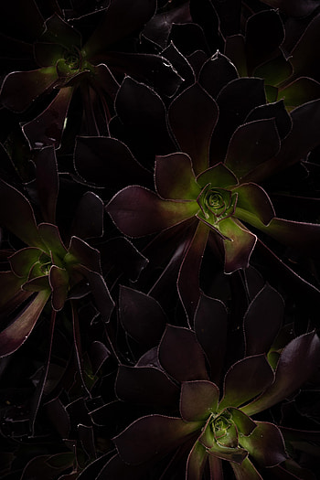 Nature, Leaves, Succulents, Home Plant, Homemade Plant HD phone wallpaper