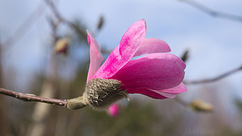 Magnolia plants, Magnolia HD wallpaper