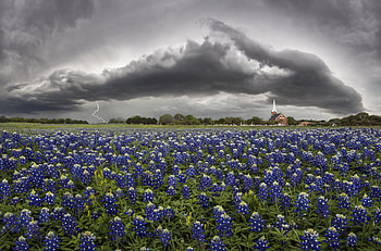 Bluebonnet, Nature graphy, Stunning landscapes, Captivating scenes HD wallpaper