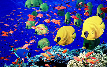 YELLOW DISCUS, sea, fishes, oceans, coastal, marine, wildlife, sealife, coral reefs, undersea HD wallpaper
