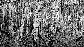 Birch , Birch backgrounds HD wallpaper