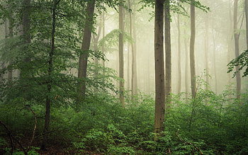 Misty Forest, mist, trees, Germany, forest HD wallpaper
