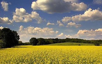 Nature, Flowers, Trees, Clouds, Summer, Polyana, Glade HD wallpaper