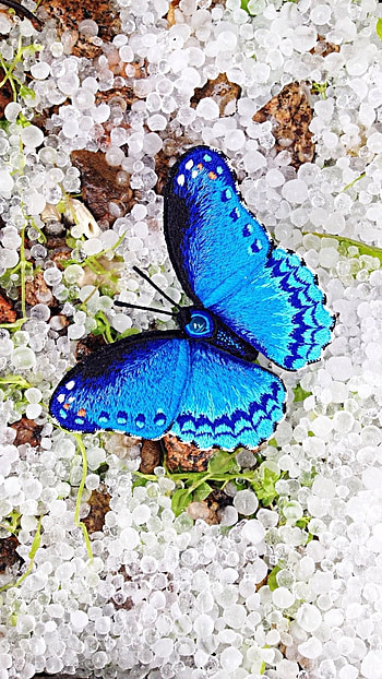 Blue Butterfly, Beautiful, Lock Screen HD phone wallpaper