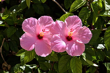 Close-up of two vibrant pink hibiscus flowers in full bloom with lush green leaves. HD wallpaper