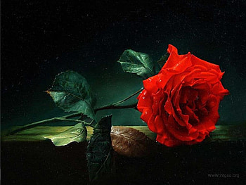 Wonderful rose, rose, love, red, flower HD wallpaper