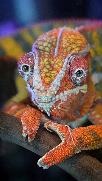 Chameleon, Orange Chameleon HD phone wallpaper