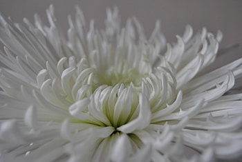 White flower, close up, petals, bloom HD wallpaper