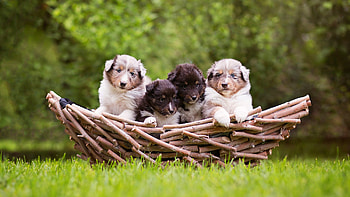 Puppies, basket, animal, dog, puppy, sheltie, collie, cute, caine HD wallpaper