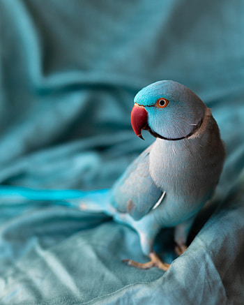 Animals, Birds, Parrots, Feather, Bright, Indian Parrot HD phone wallpaper