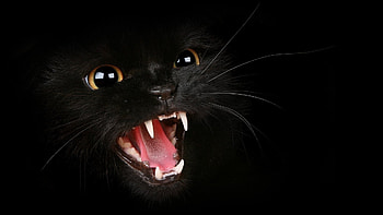 Animals, Cats HD wallpaper