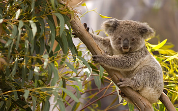 Koala beuteltier, Baum tierwelt, Niedliche tiere, Koalas HD wallpaper
