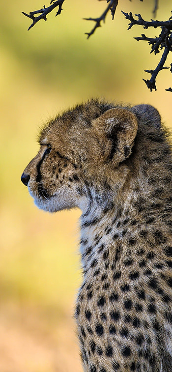 South African cheetah, Wild Animals HD phone wallpaper