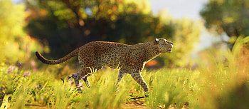 Leopard Wild , leopard, animals HD wallpaper