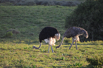 Interesting ostrich facts, Unique behaviors, Fascinating bird, African wildlife HD wallpaper
