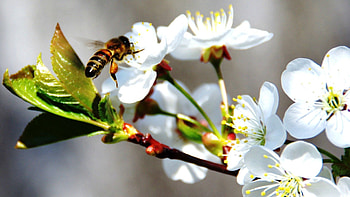Flowers, Cherry, Macro, Bloom, Flowering, Branch, Bee, Spring HD wallpaper
