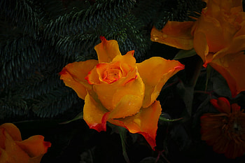 Orange roses, Roses, Orange, Needles, Drops HD wallpaper