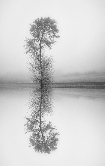 Nature, Lake, Reflection, Wood, Tree, Fog, Bw, Chb HD phone wallpaper