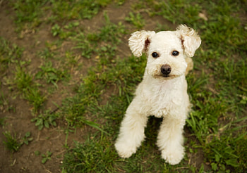 cute dog, dog, cute, fluffy, little HD wallpaper