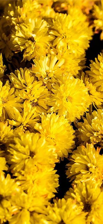 Bunch of yellow chrysanthemum, , Beautiful flower collection, Vibrant floral display HD phone wallpaper