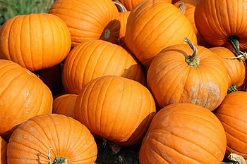 Food, Autumn, Vegetables, Pumpkin HD wallpaper