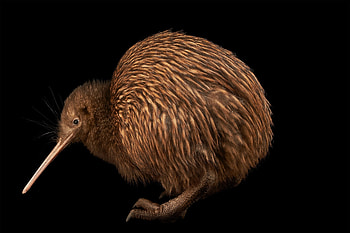 New Zealand's glaciers, Shaped the origin, Kiwi Bird HD wallpaper