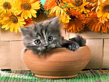 This Is Not Funny, kitten, meow, cat, domestic cat HD wallpaper
