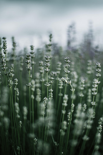 Nature, Grass, Plant, Macro, Blur, Smooth HD phone wallpaper