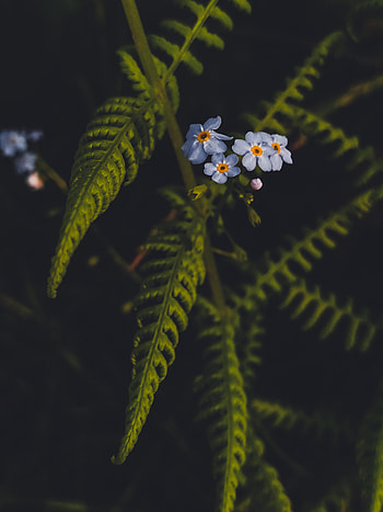 Flowers, Leaves, Plant, Macro, Petals HD phone wallpaper