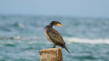 Black cormorant against sea backdrop, Nature's contrast, Avian beauty, Majestic scenery HD wallpaper