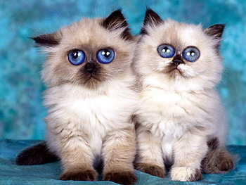 big blue, blue, cats, eyes HD wallpaper