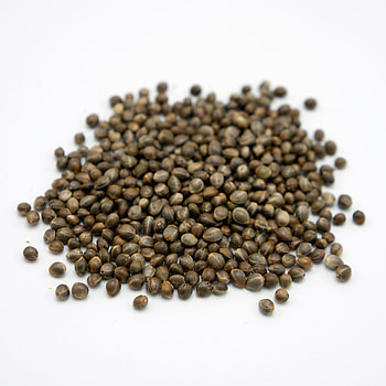 Early Remedy CBD, High-quality hemp seeds, Beacon Hemp source, Genetic excellence HD phone wallpaper