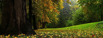 Nature, Wood, Tree, Panorama, Trunk, Mighty, September HD wallpaper