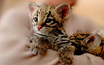 Siblings, Ocelots HD wallpaper