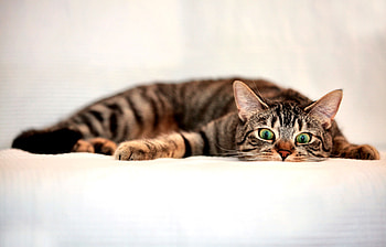 Surprised Tabby Cat , animal, graphy, cats, surprised, feline, beautiful, tabby, wide screen, pets HD wallpaper