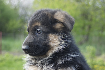 Animals, Dog, Muzzle, Puppy, German Shepherd HD wallpaper