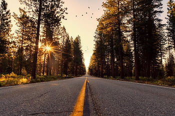 Peaceful paved road through a forest, bathed in sunrise light and sunbeams. HD wallpaper