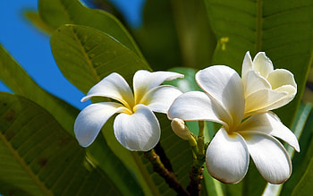 Plumeria , Stunning flora, Nature's charm, Exquisite beauty HD wallpaper