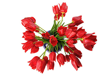 Wild tulips, gordeous, red, vase, flowers, tulips HD wallpaper