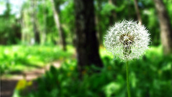 Flower, Macro, Blur, Smooth, Dandelion HD wallpaper