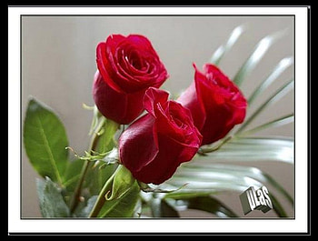 Love roses, rose, love, valentin, red HD wallpaper