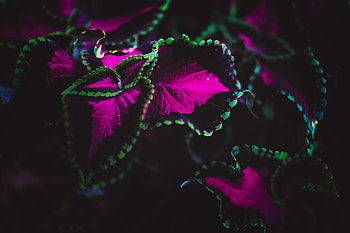 Leaves, Plant, Macro, Multicolored, Motley HD wallpaper